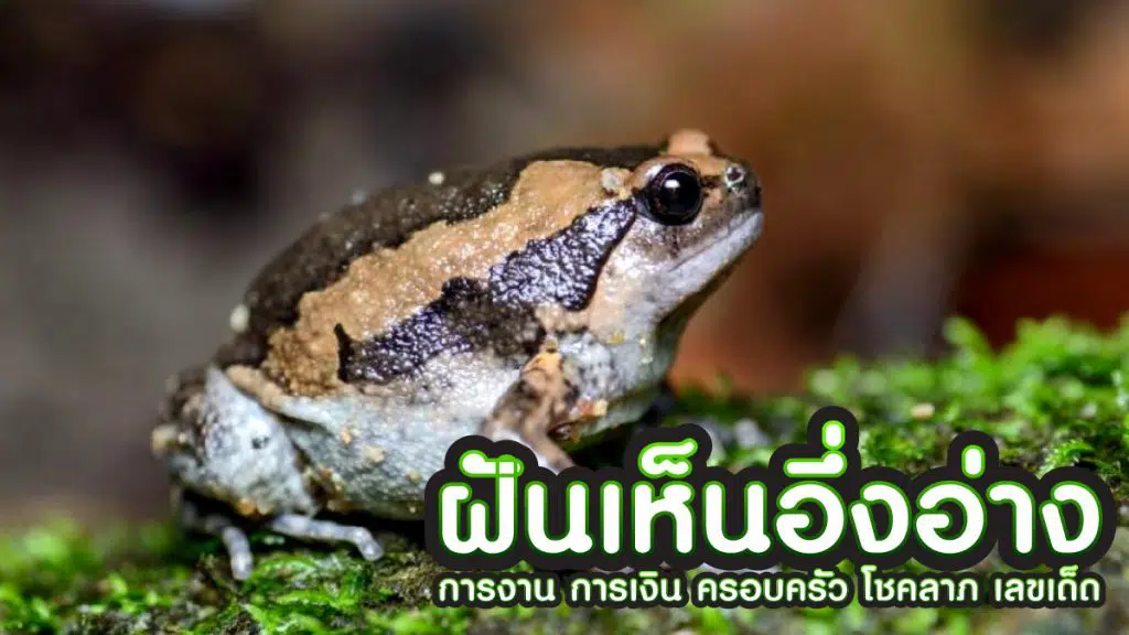 ฝันเห็นอึ่งอ่าง