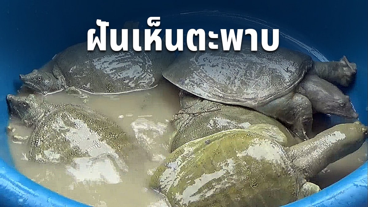 ฝันเห็นตะพาบ