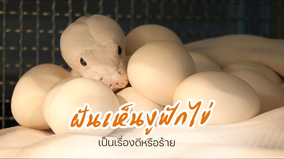 ฝันเห็นงูฟักไข่