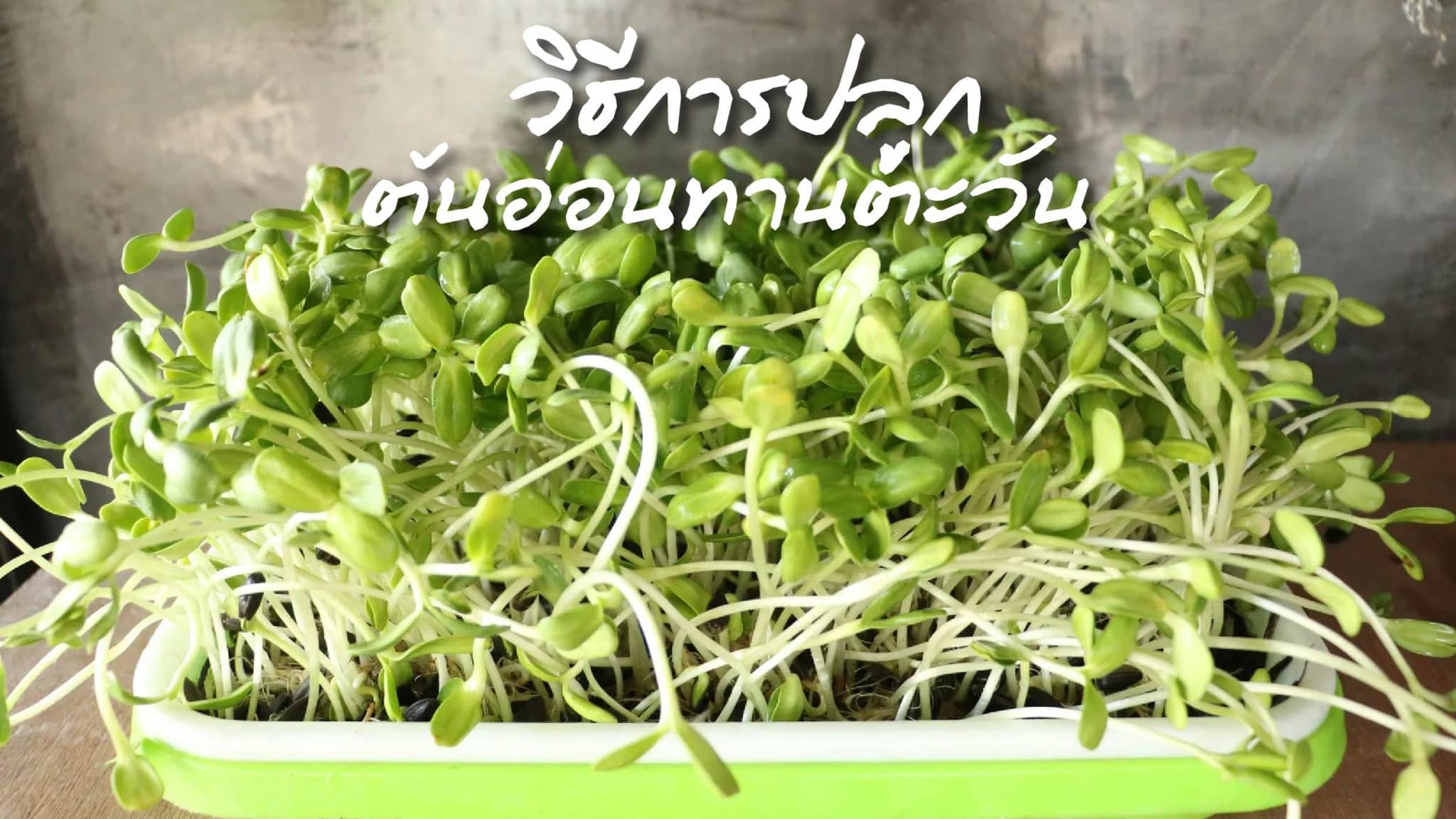 วิธีปลูกต้นอ่อนทานตะวัน