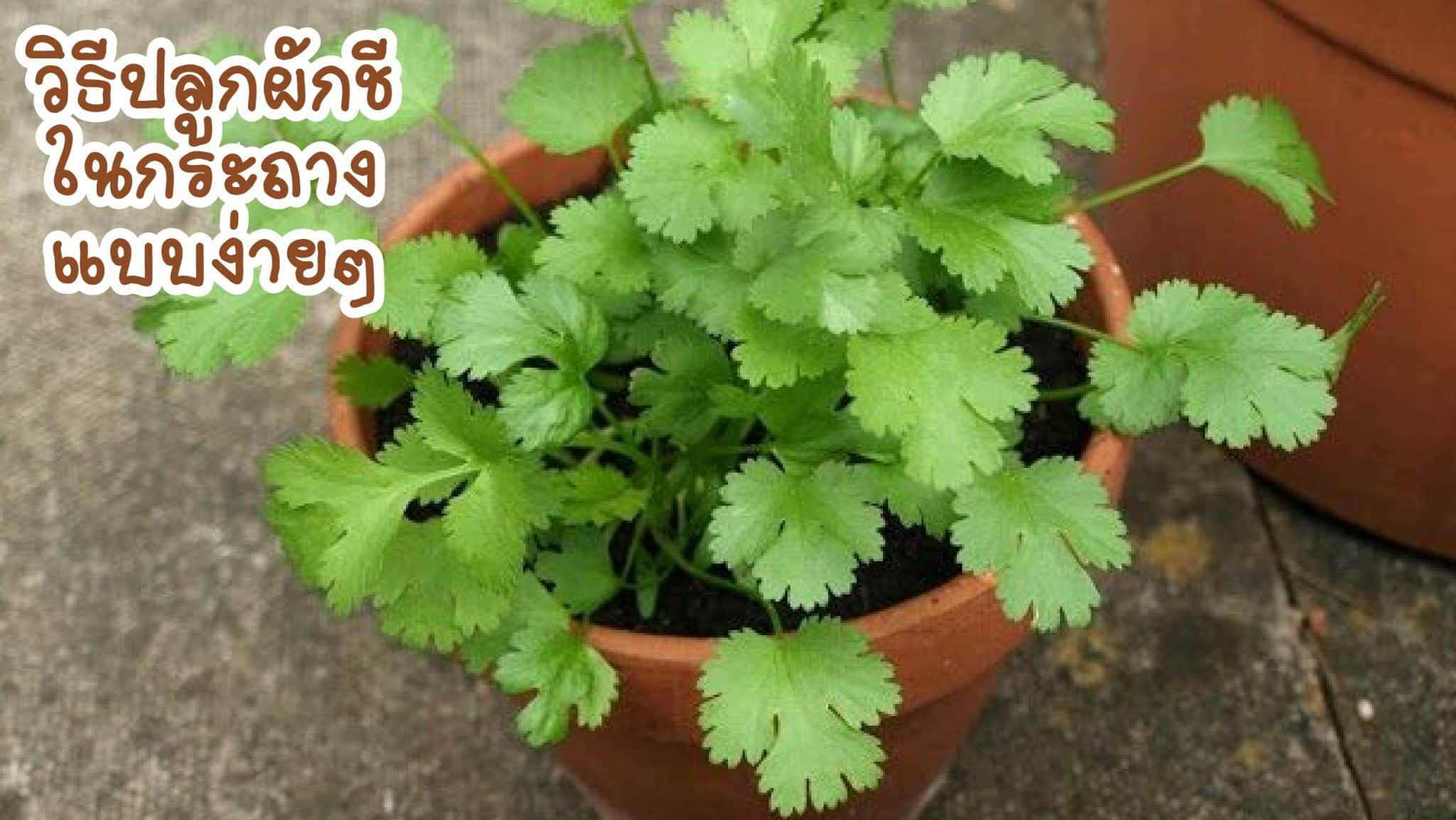 วิธีปลูกผักชีในกระถาง