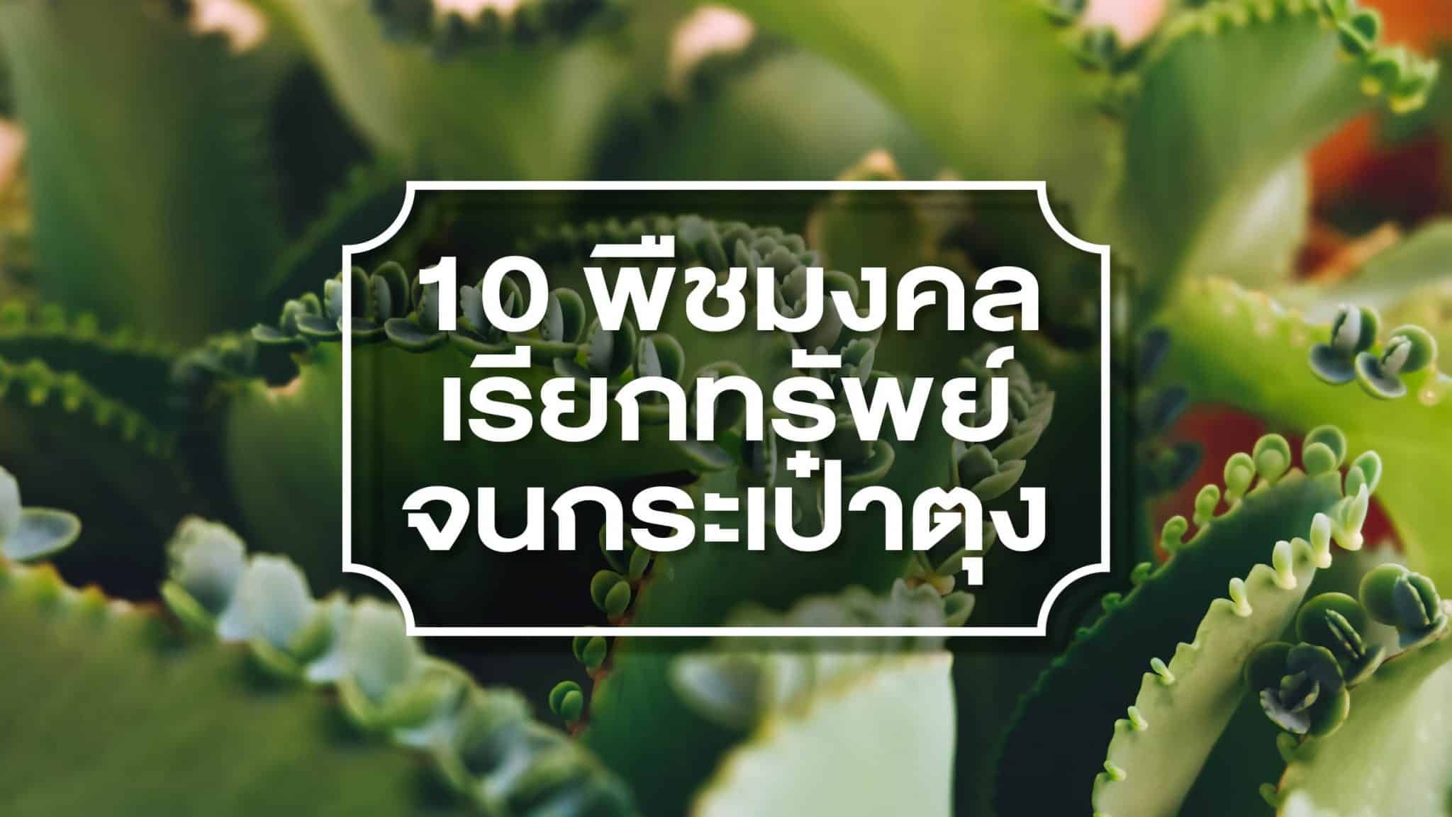 ต้นไม้มงคล