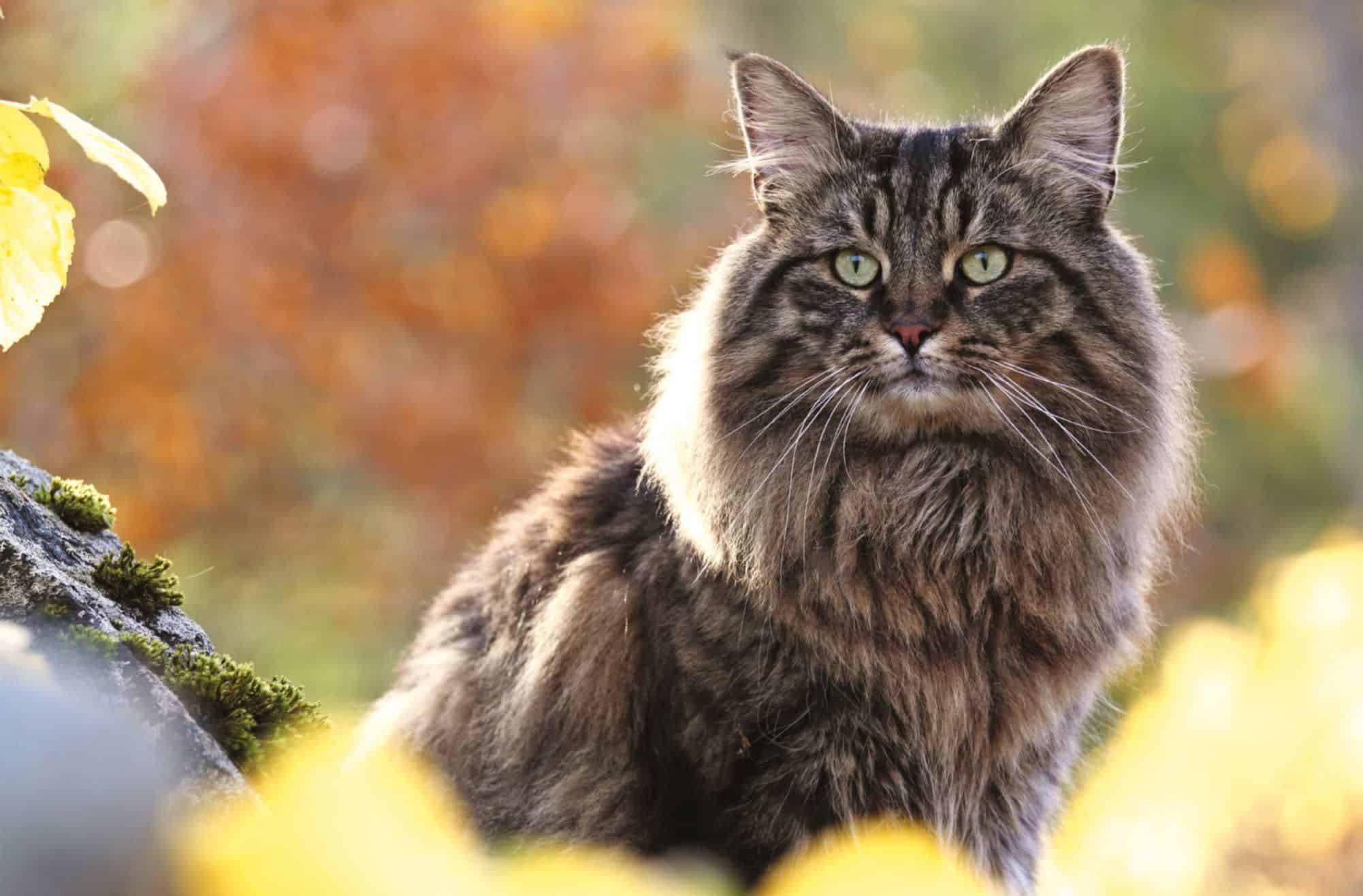 Norwegian Forest Cat