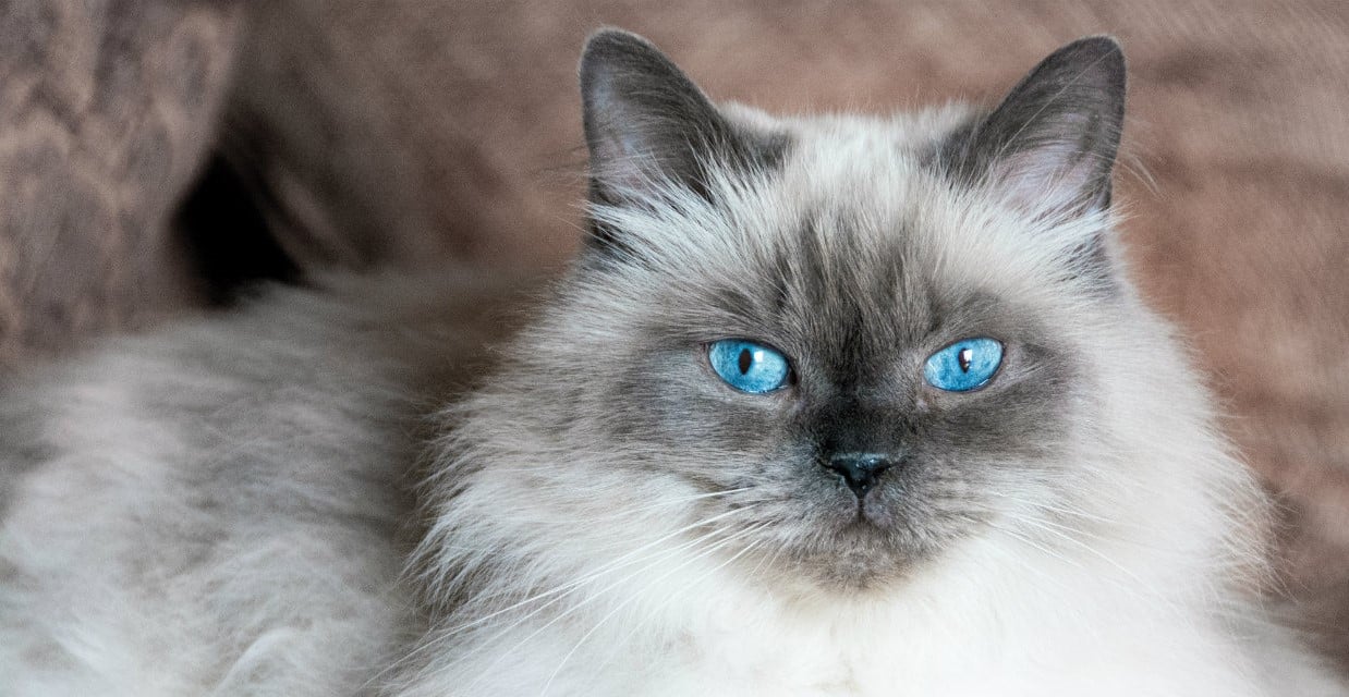 Himalayan Cat