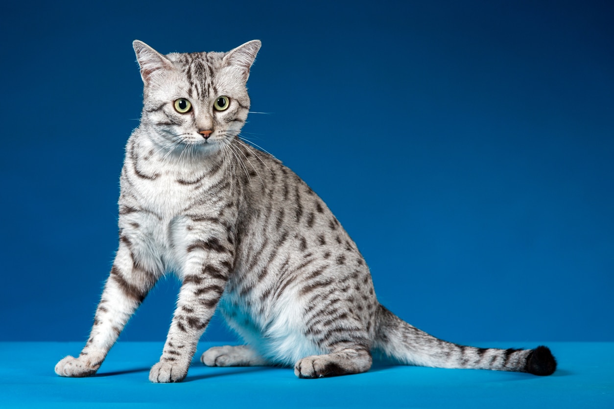 Egyptian Mau