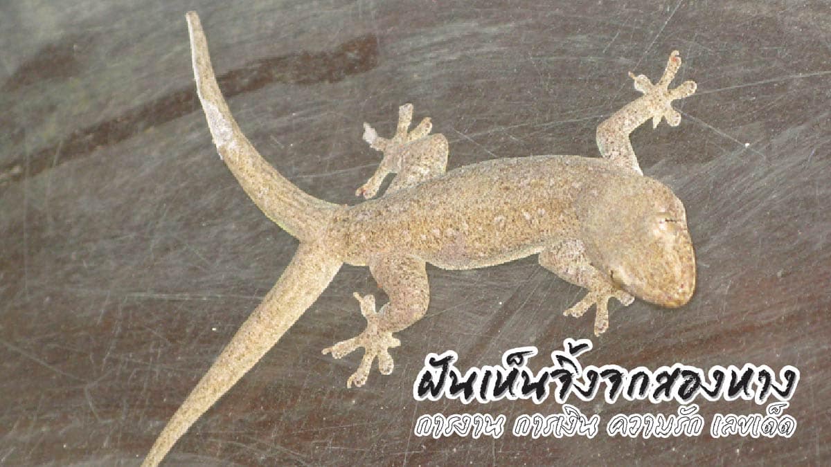 ฝันเห็นจิ้งจกสองหาง