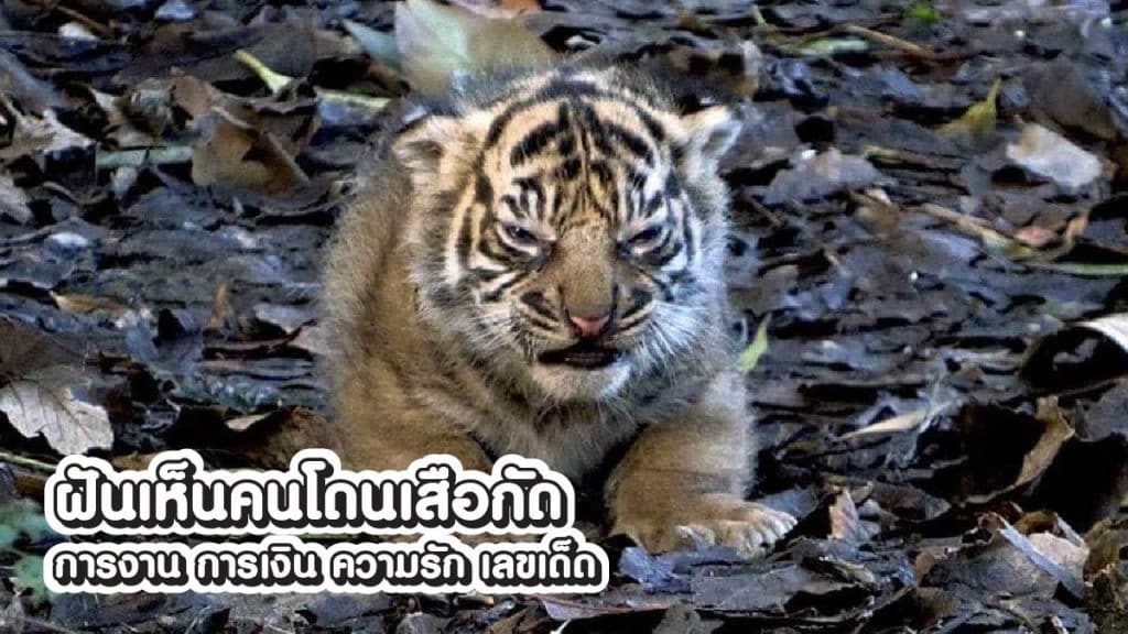 ฝันเห็นคนโดนเสือกัด