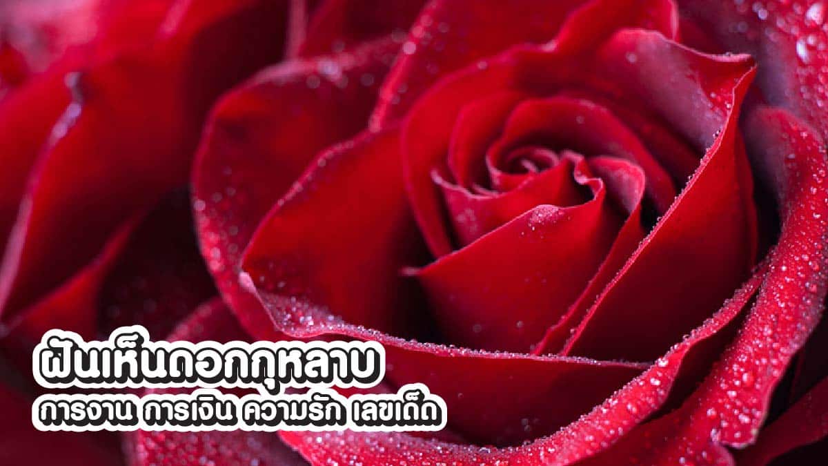 ฝันเห็นดอกกุหลาบ