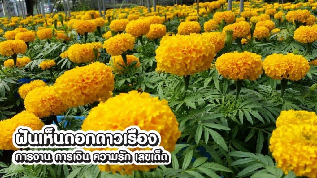 ฝันเห็นดอกดาวเรือง