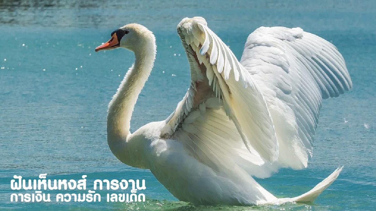 ฝันเห็นหงส์ 