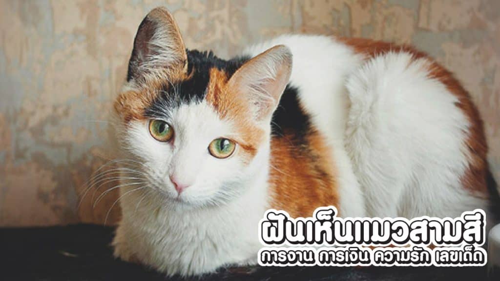 ฝันเห็นแมวสามสี