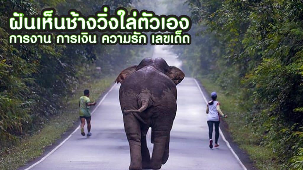 ฝันเห็นช้างวิ่งไล่ตัวเอง
