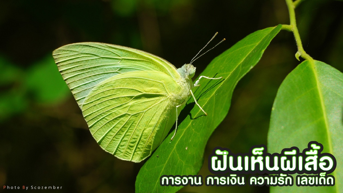 ฝันเห็นผีเสื้อ