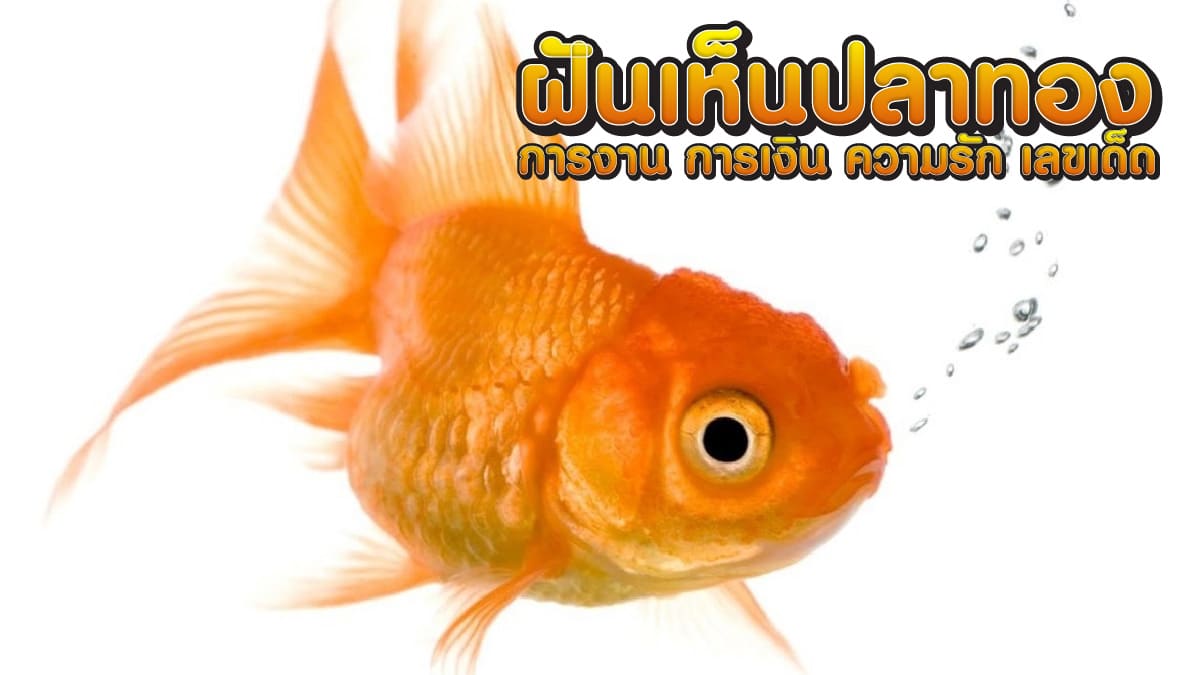 ฝันเห็นปลาทอง
