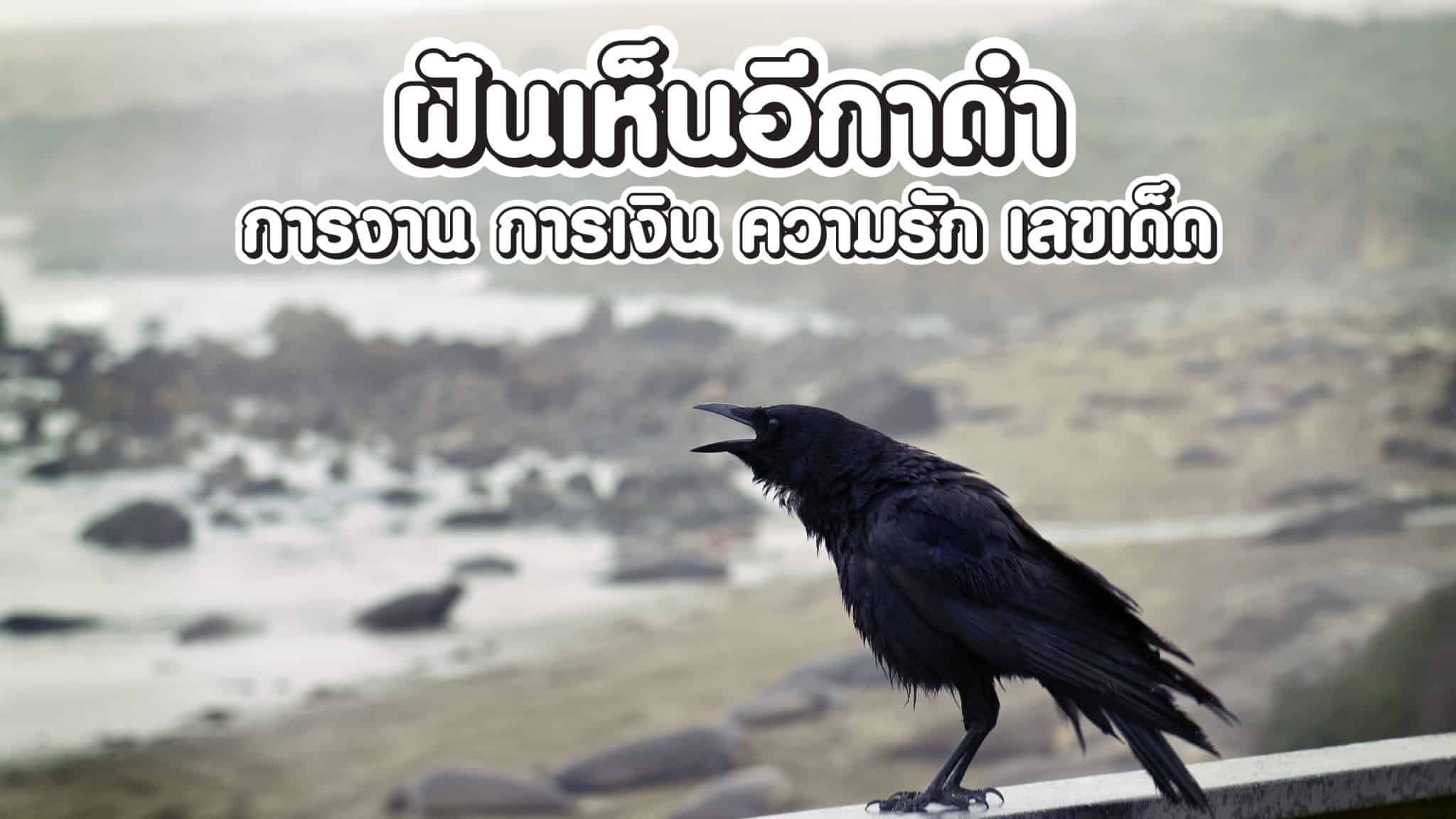 ฝันเห็นอีกาดำ