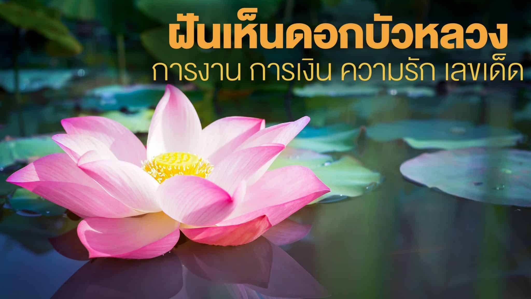 ฝันเห็นดอกบัวหลวง