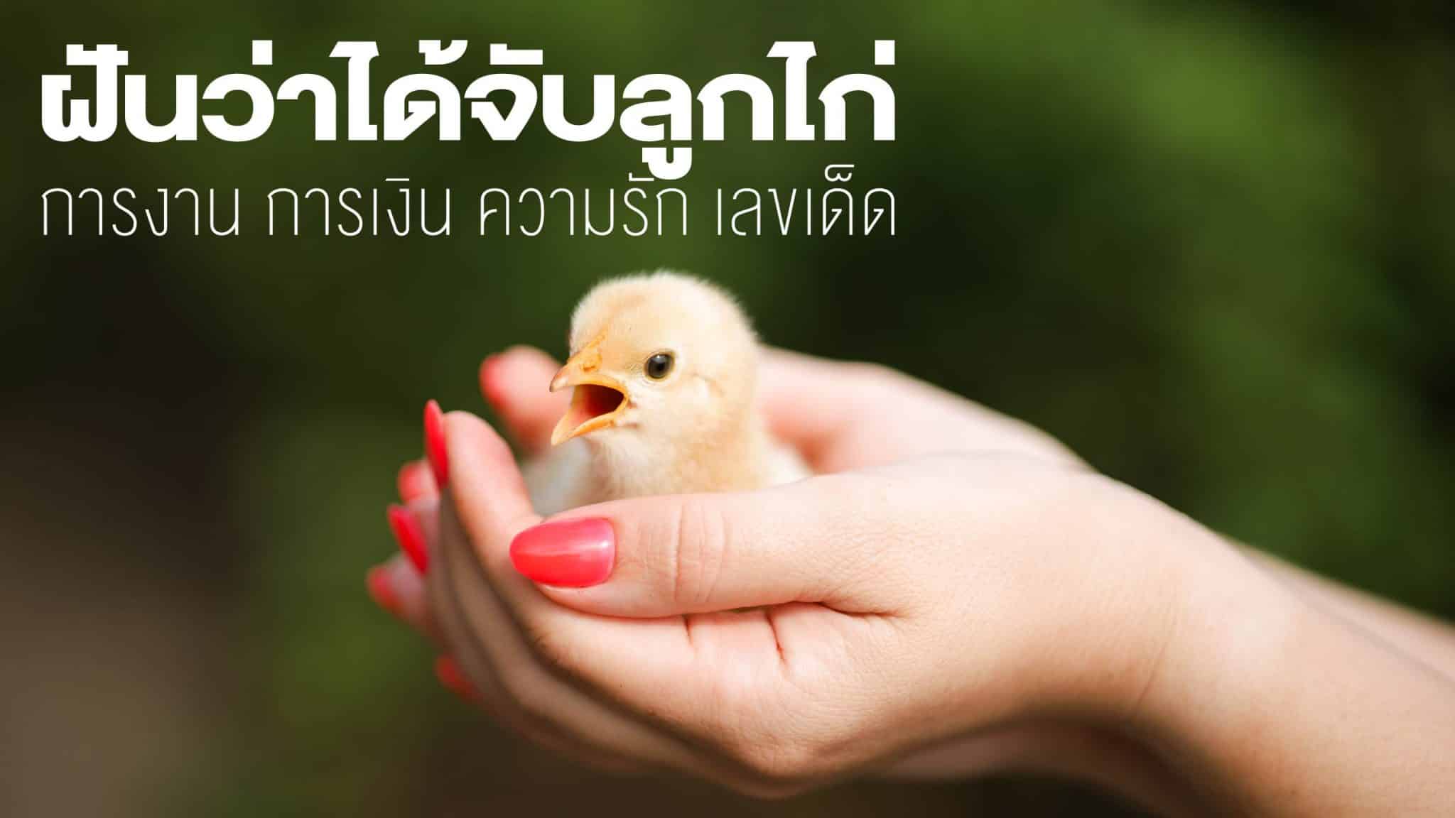 ฝันว่าได้จับลูกไก่