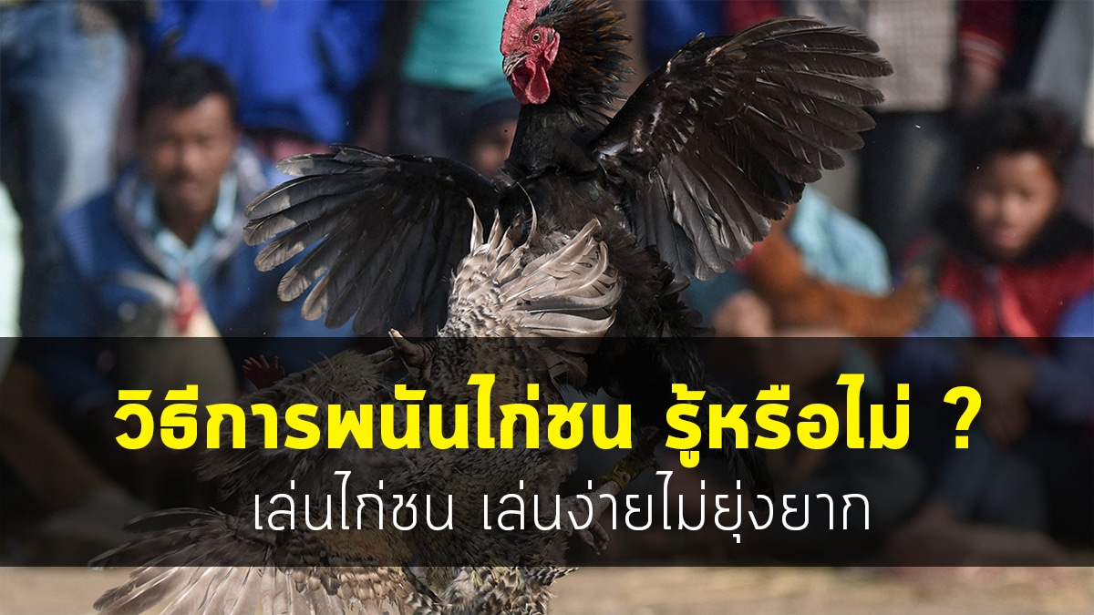 วิธีการพนันไก่ชน