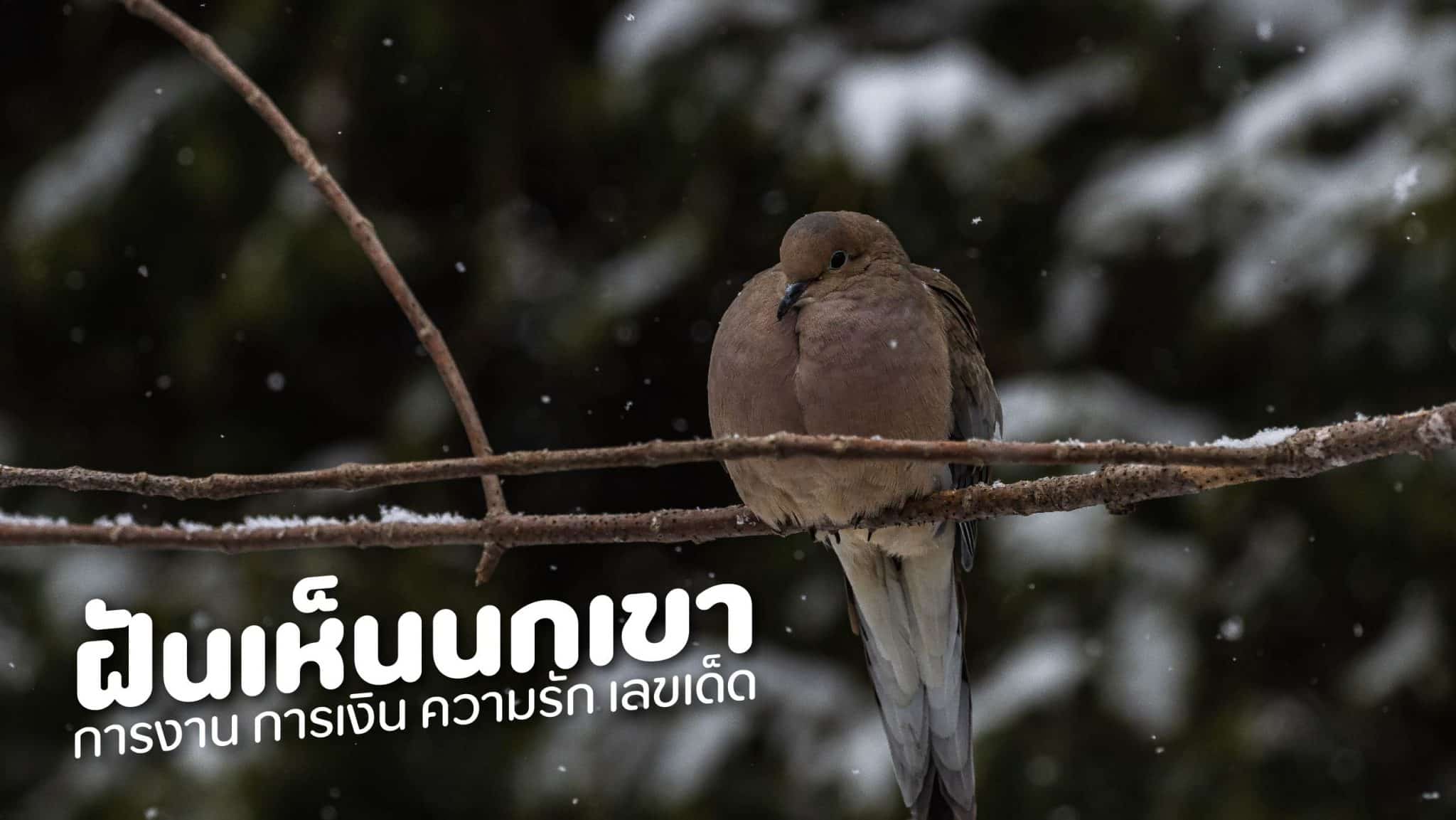 ฝันเห็นนกเขา