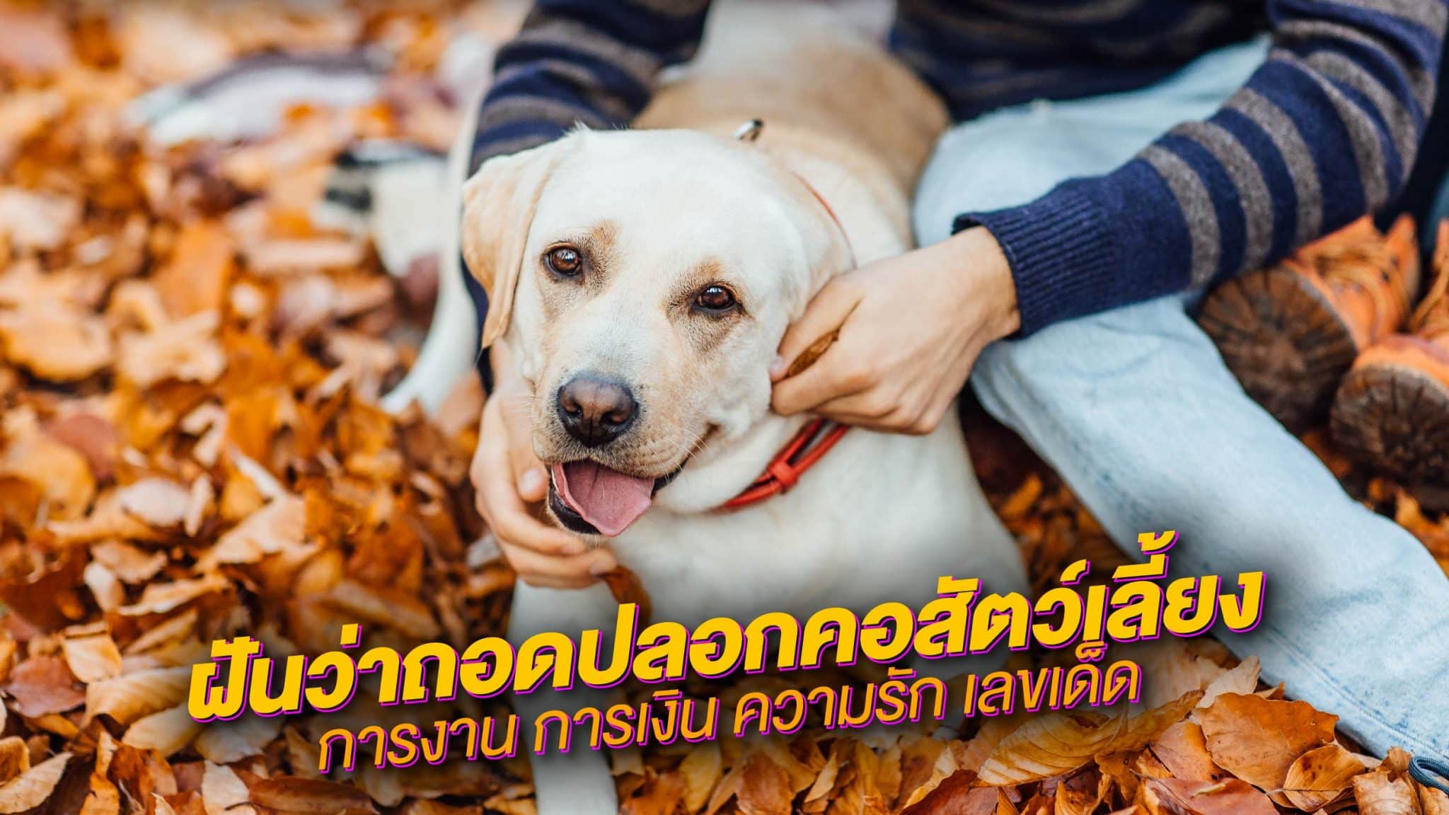 ฝันว่าถอดปลอกคอสัตว์เลี้ยง