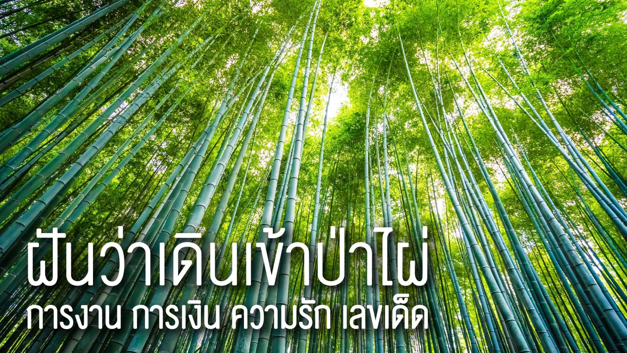 ฝันว่าเดินเข้าป่าไผ่