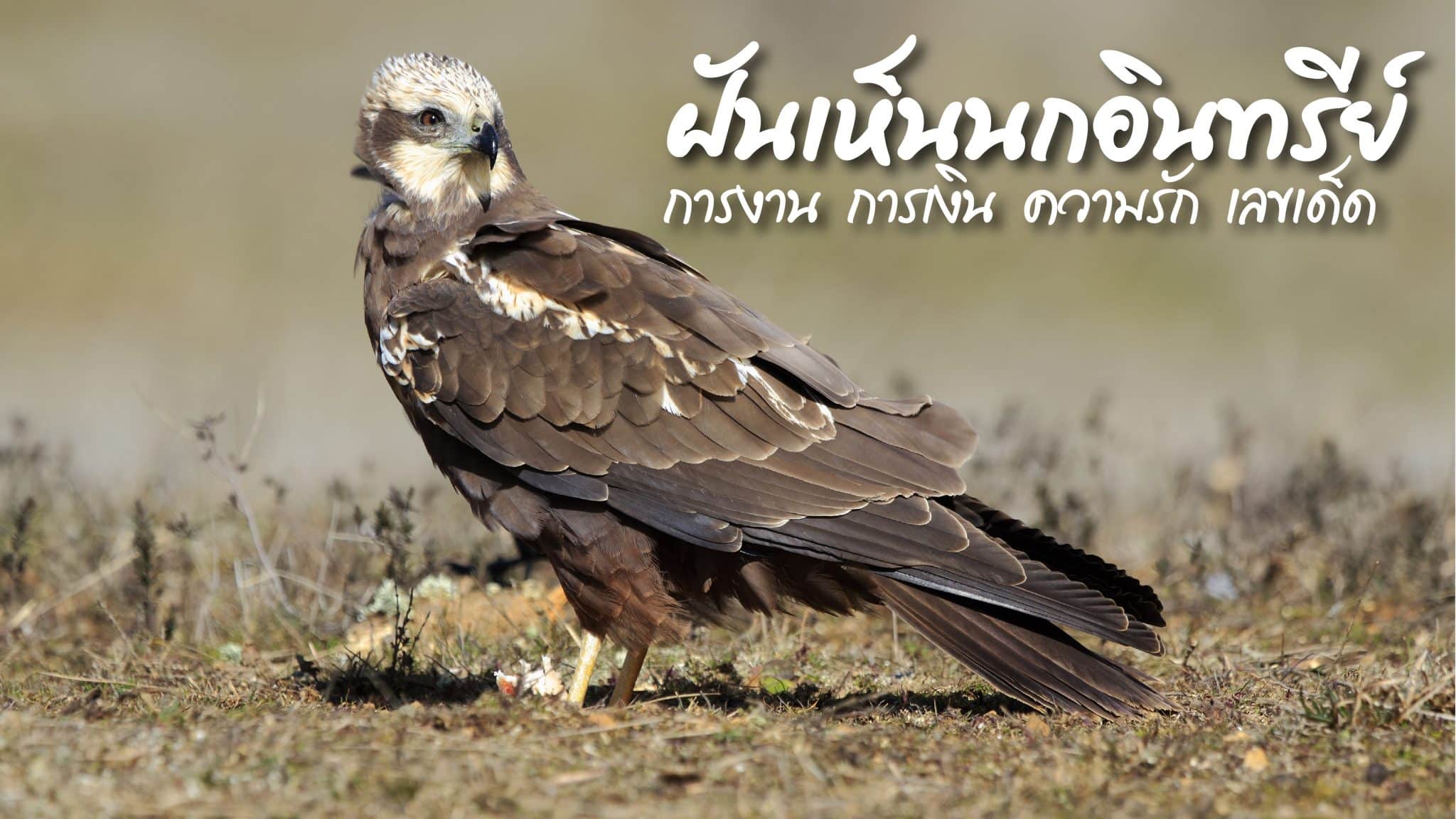 ฝันเห็นนกอินทรีย์