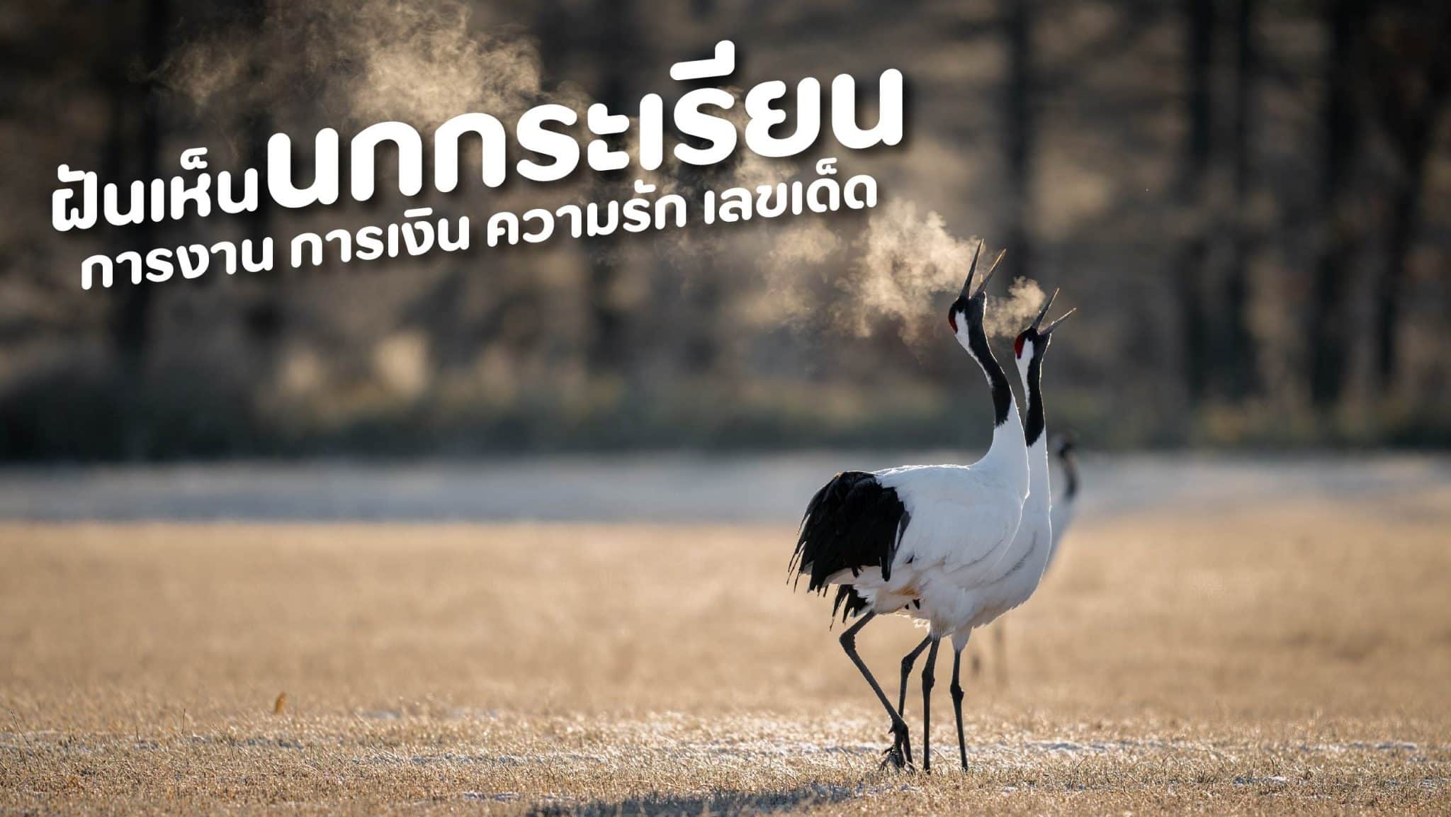 ฝันเห็นนกกระเรียน