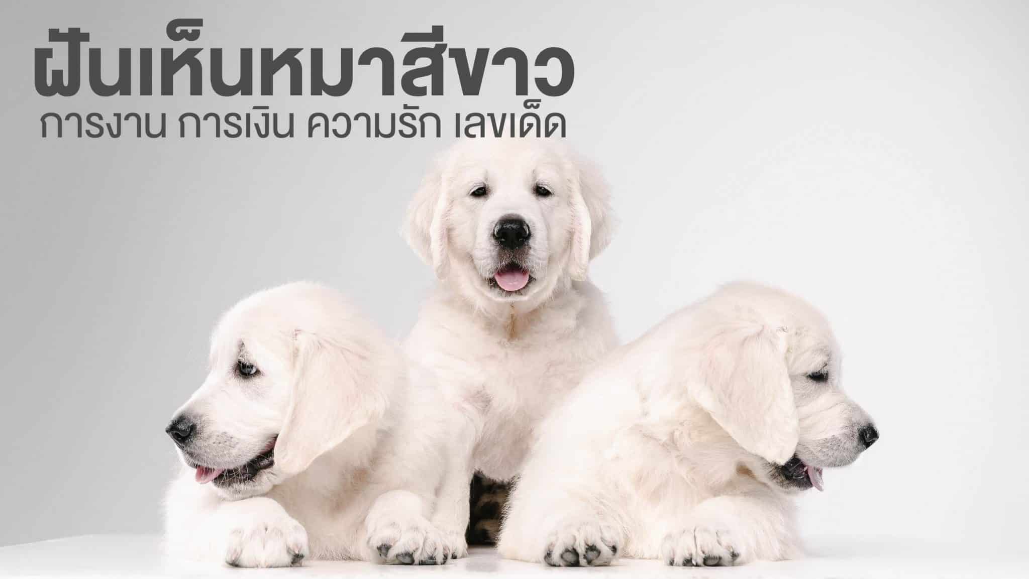 ฝันเห็นหมาสีขาว