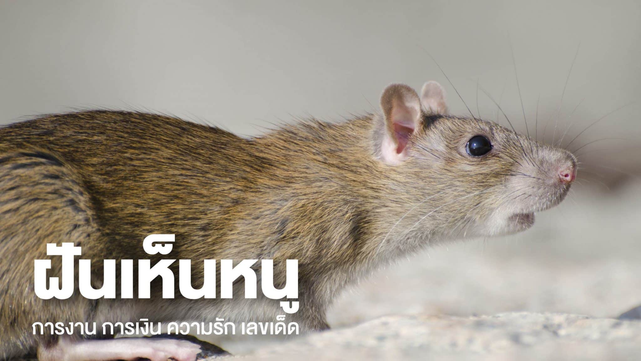 ฝันเห็นหนู