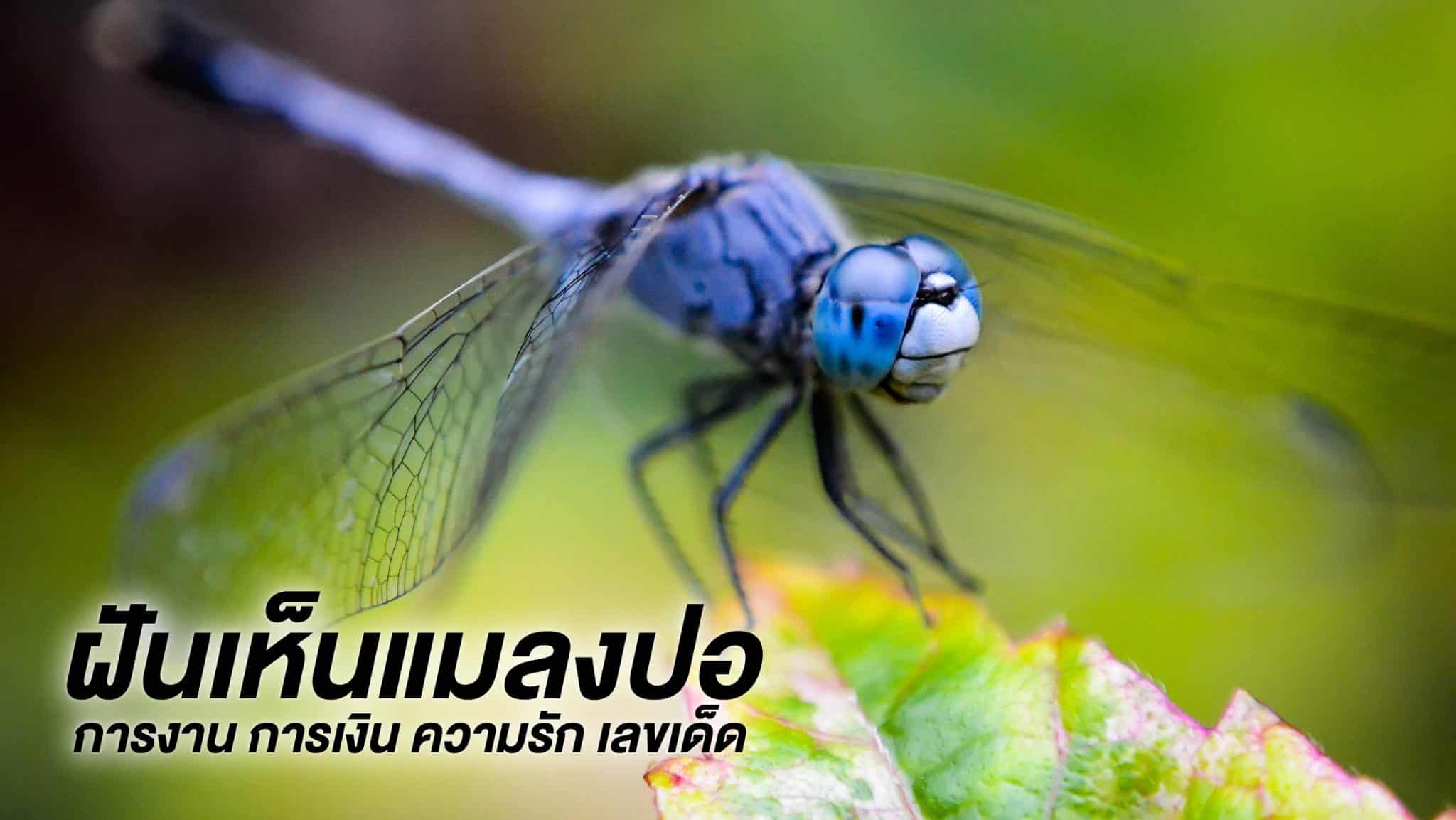 ฝันเห็นแมลงปอ