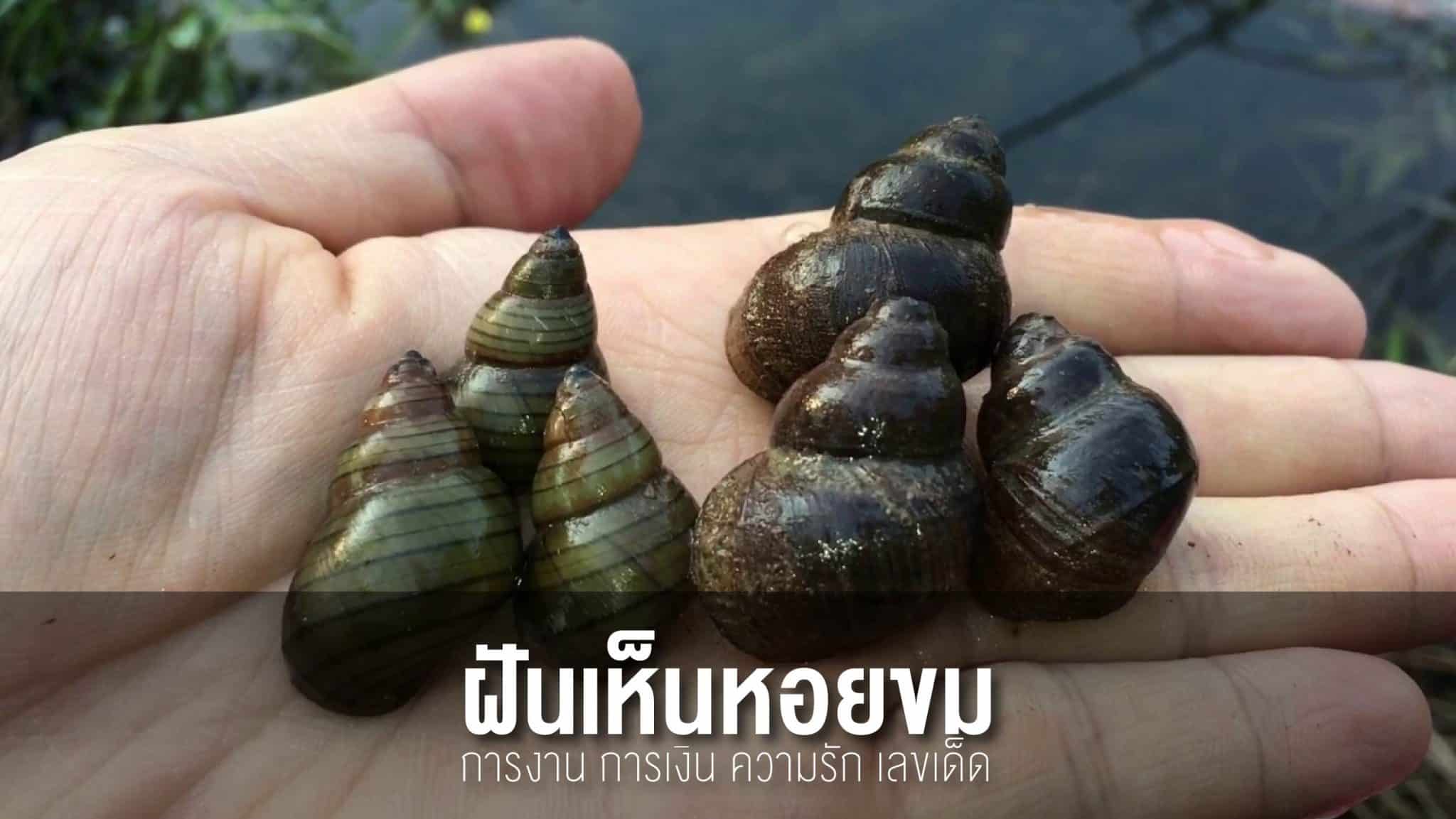 ฝันเห็นหอยขม