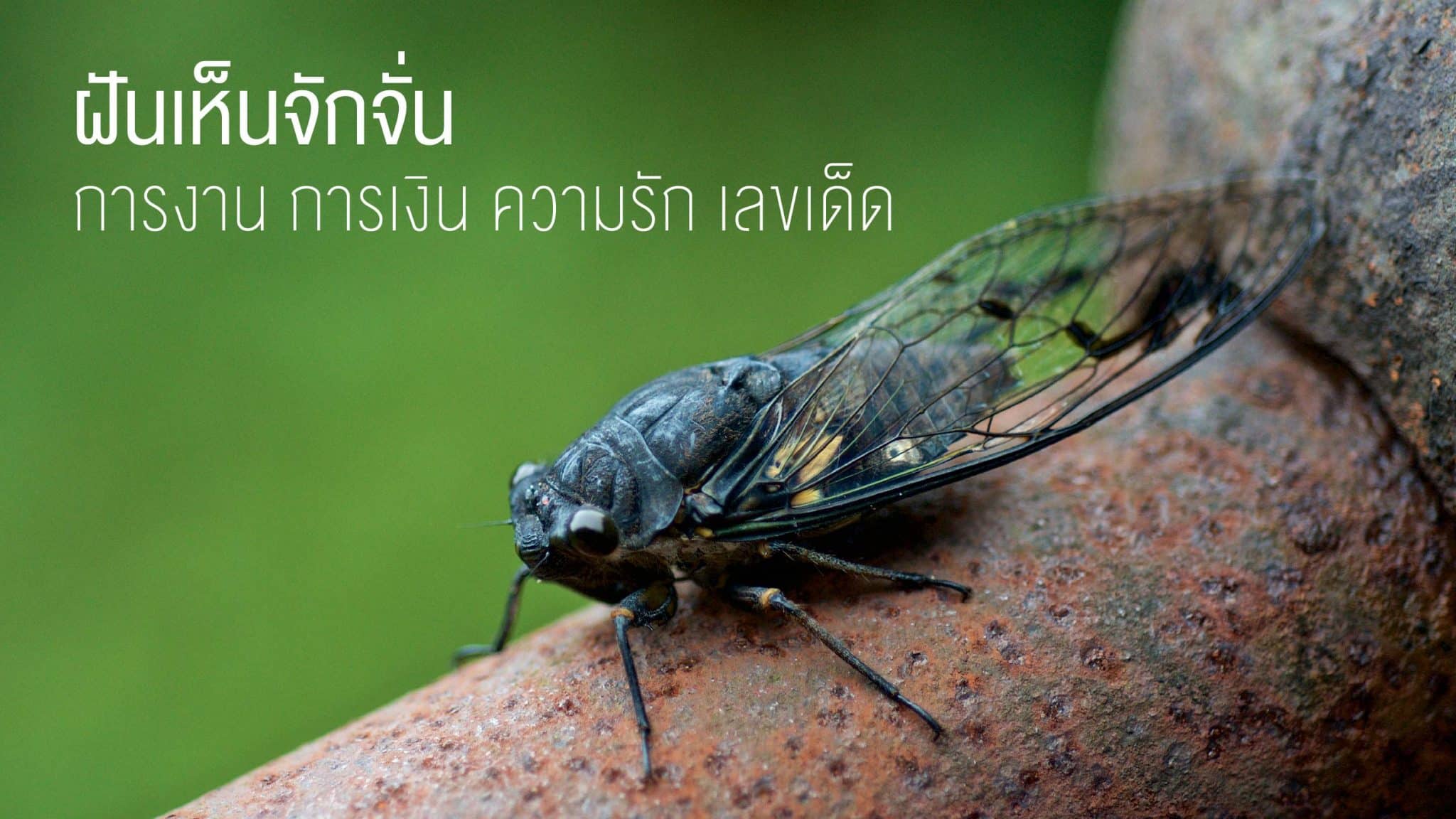 ฝันเห็นจักจั่น