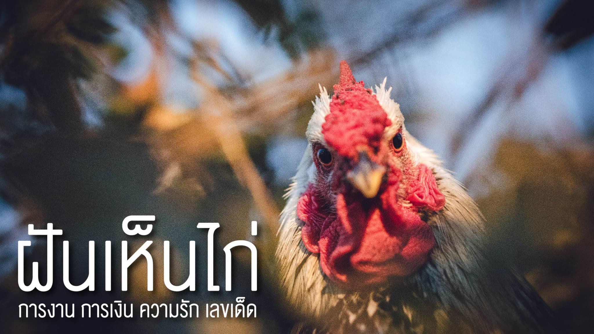 ฝันเห็นไก่