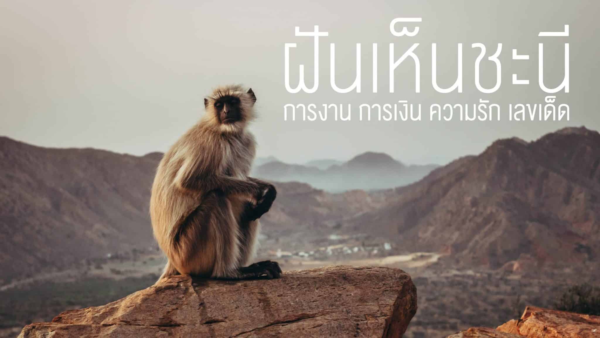 ฝันเห็นชะนี