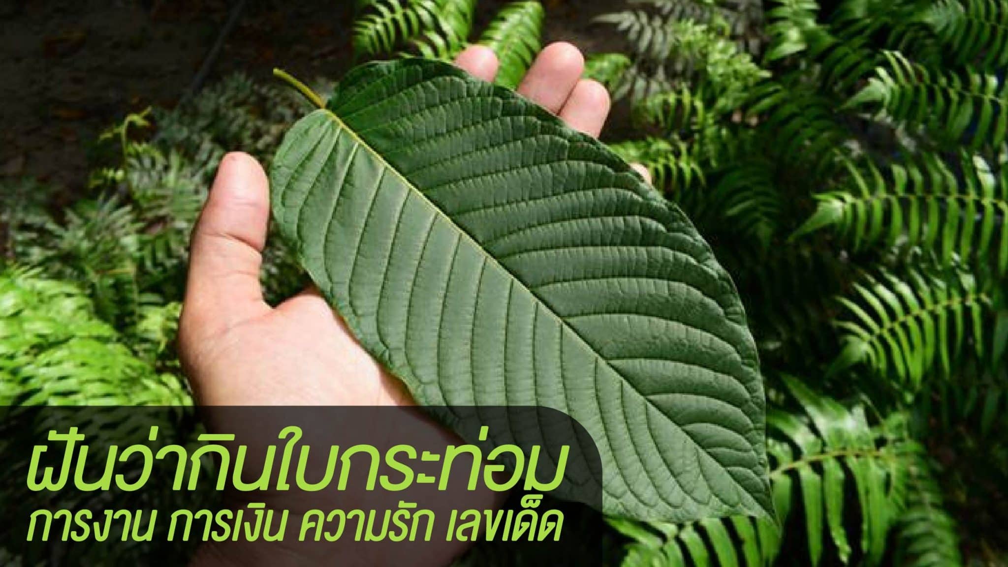 ฝันว่ากินใบกระท่อม