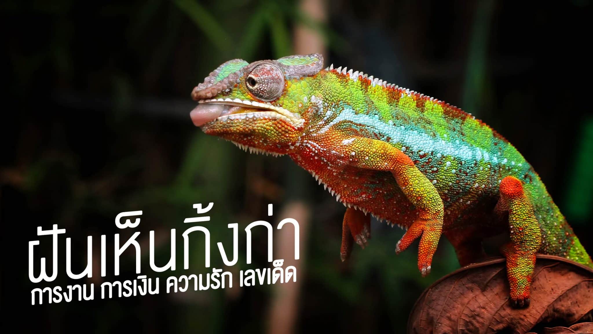 ฝันเห็นกิ้งก่า