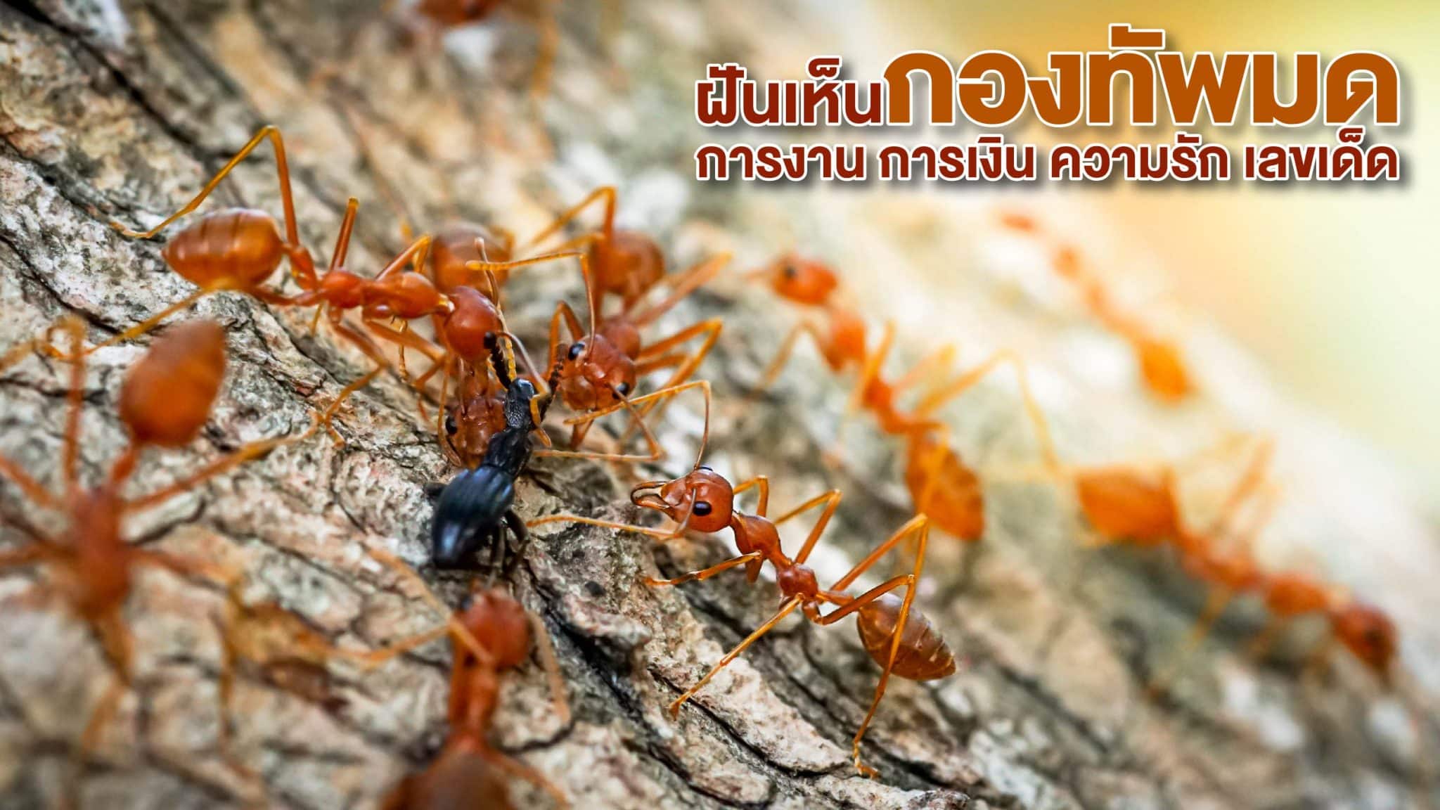 ฝันเห็นกองทัพมด