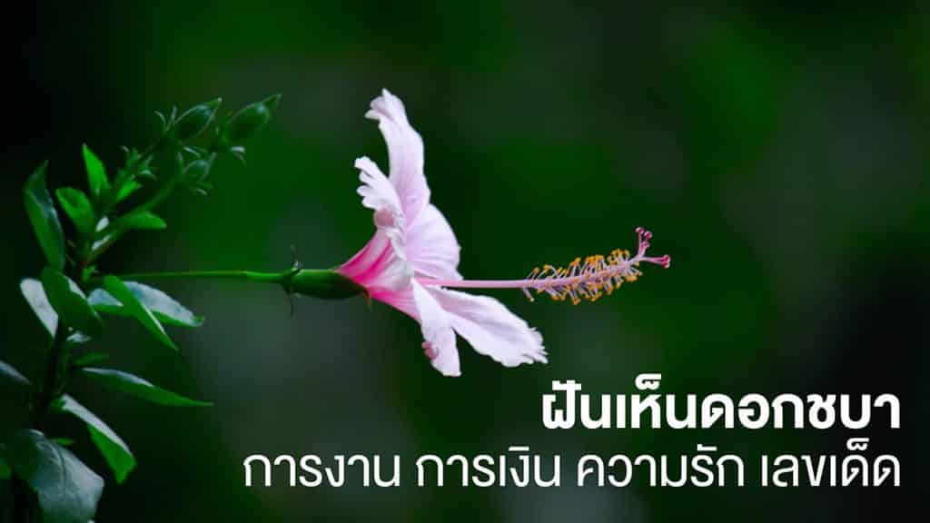 ฝันเห็นดอกชบา