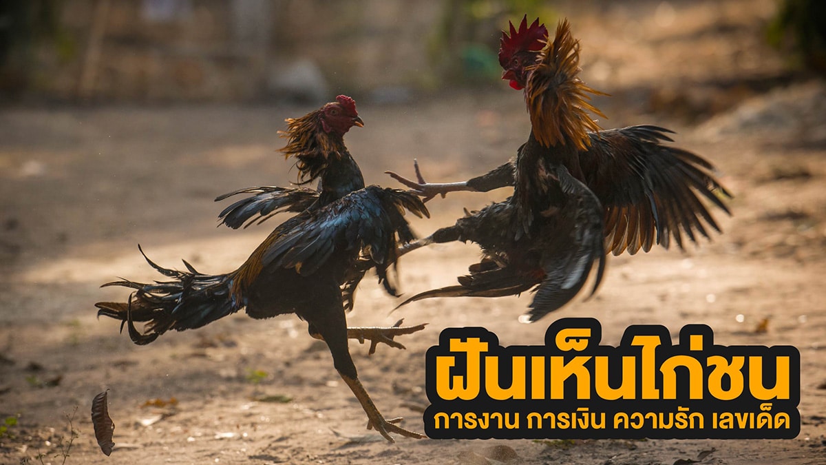 ฝันเห็นไก่ชน