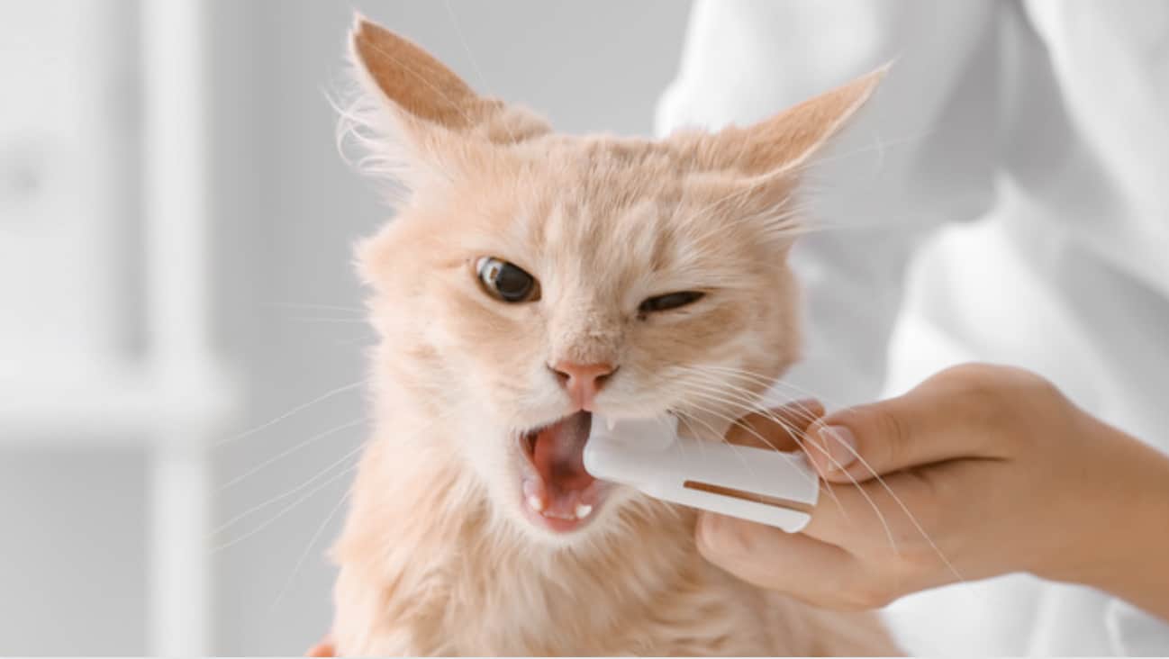 วิธีแปรงฟันแมว