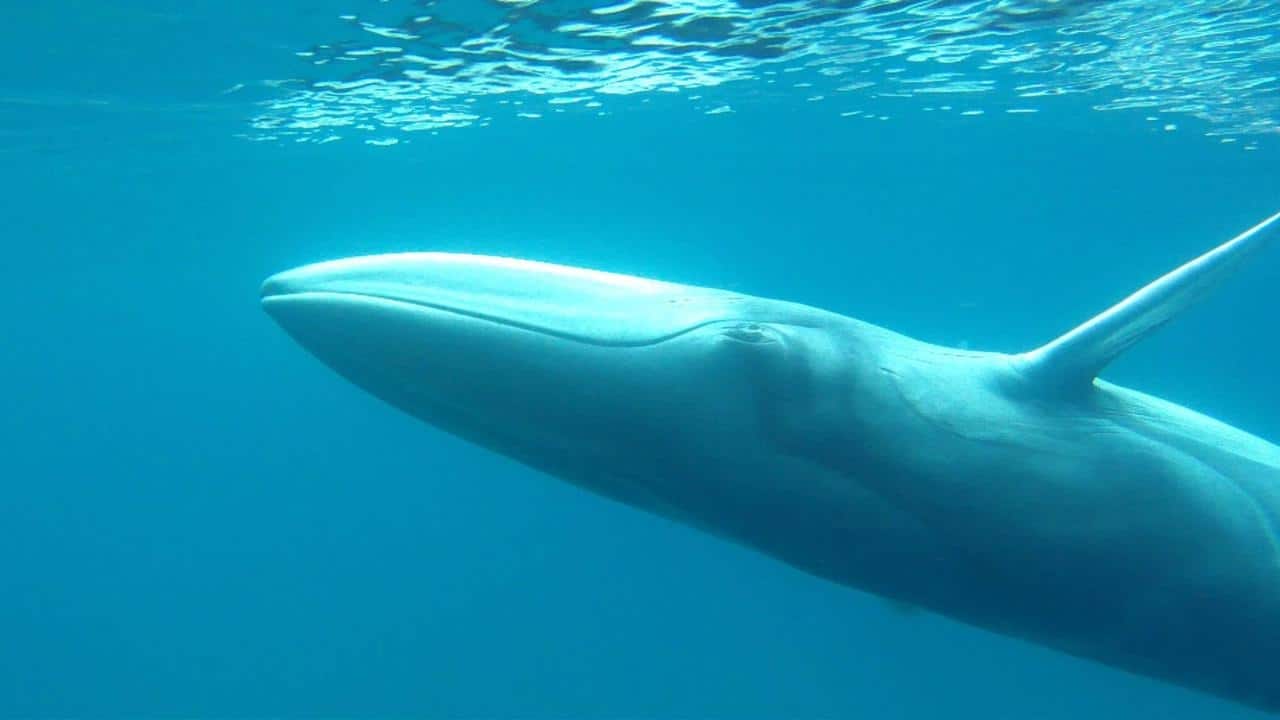 วาฬโอมูระ คืออะไร