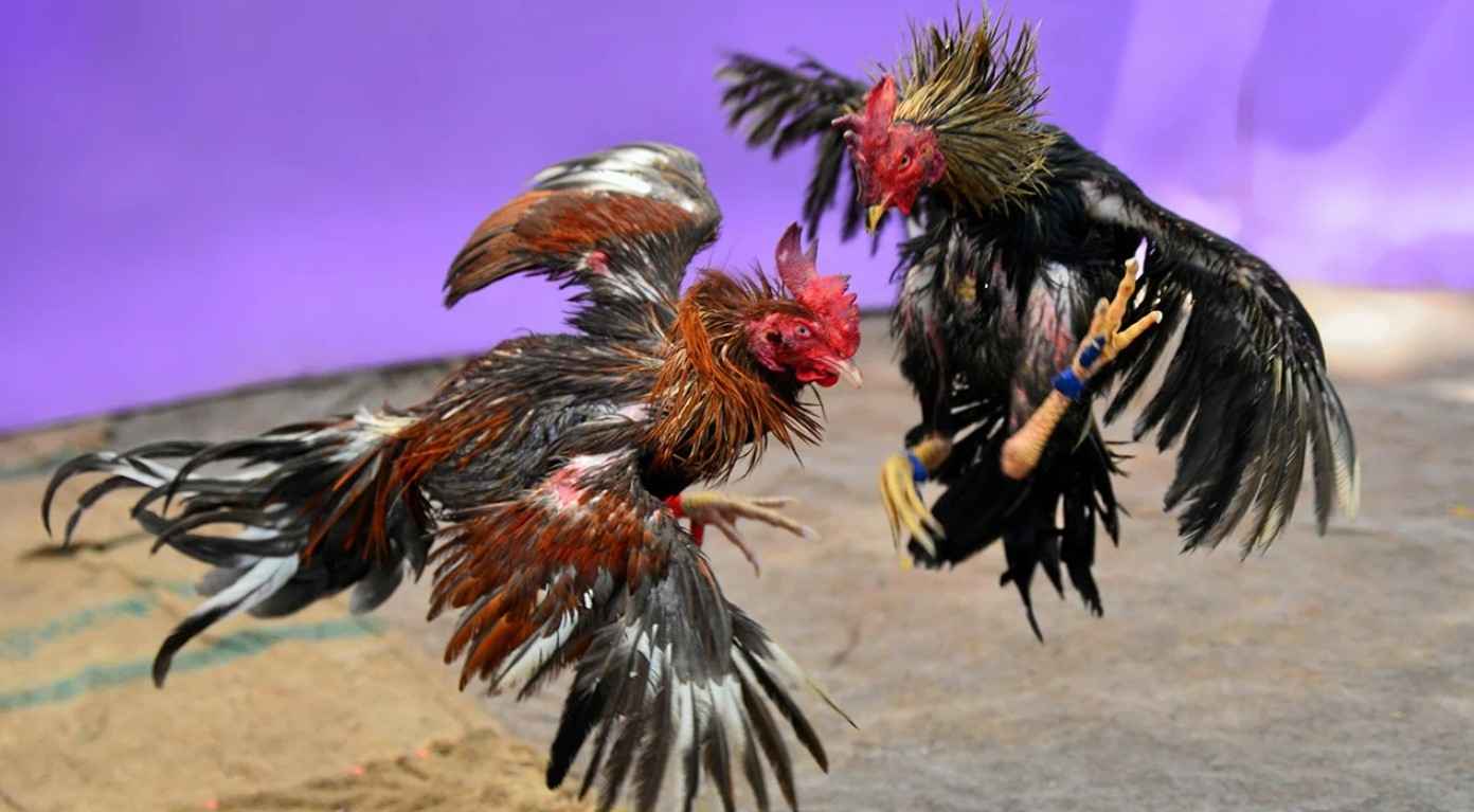 ราคาต่อรองไก่ชน
